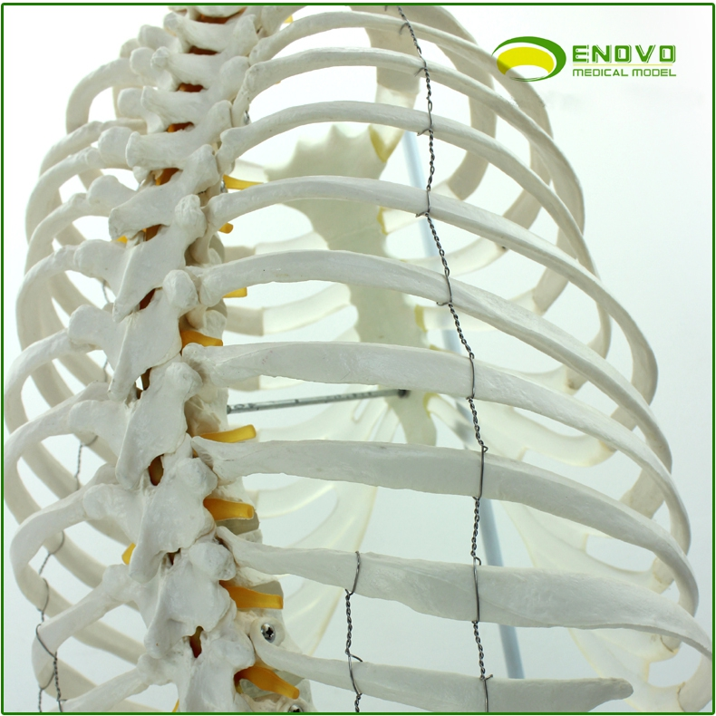 enovo颐诺医学人体脊柱模型脊椎骨盆整骨胸骨肋骨胸腔骼模骨架型