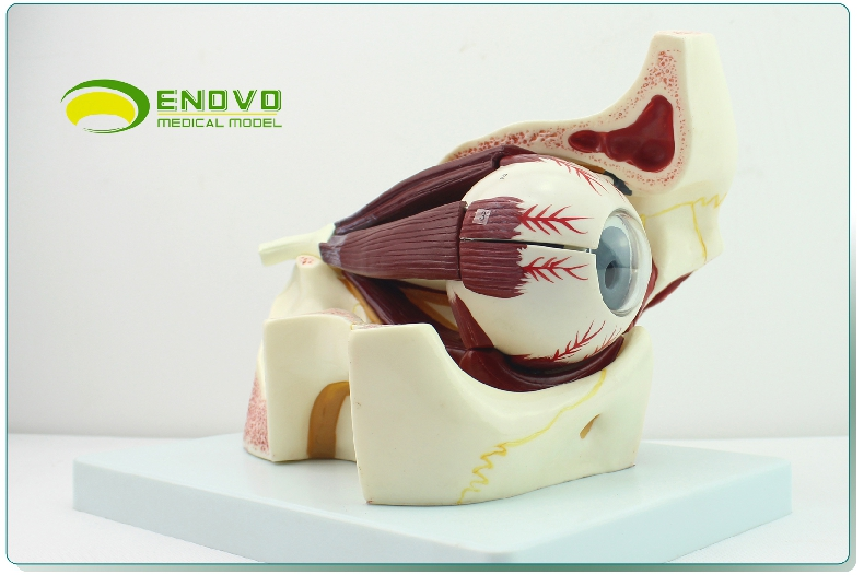 enovo颐诺眼球眼眶解剖结构放大模型人体感觉器医学眼球模型