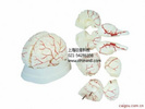 脑动脉模型