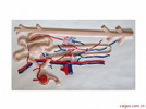 肾与肾单位肾小球模型