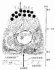 人胃癌细胞;KATO III