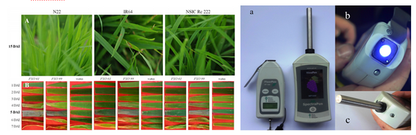 模块式植物表型分析技术方案（四） ——水稻稻瘟病、白叶枯病与干旱抗性的无损定量检测