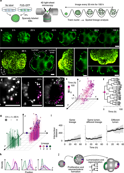 国自然与CNS顶刊的偏爱— —“类器官”，再次登顶Nature Methods！