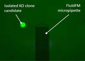 讲座通知|单细胞显微操作系统FluidFM BOT在单细胞分离中的应用