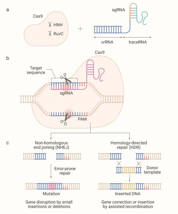 基因編輯技術 CRISPR/Cas9，“魔剪”一文通~ | MedChemExpress