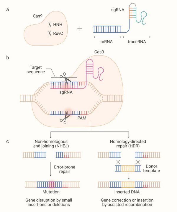 基因编辑技术 CRISPR/Cas9，“魔剪”一文通~ | MedChemExpress