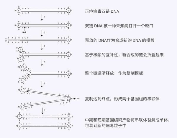 新的天花？高通量如何加速抗猴痘病毒化合物篩選 | MCE
