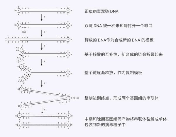 新的天花？高通量如何加速抗猴痘病毒化合物筛选 | MCE