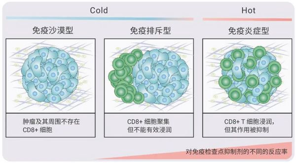 靶向腫瘤微環境 丨“冷”腫瘤如何變“熱”- MedChemExpress