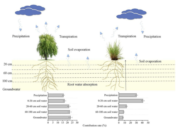 干旱区河岸湿地优势种植物的水分利用模式