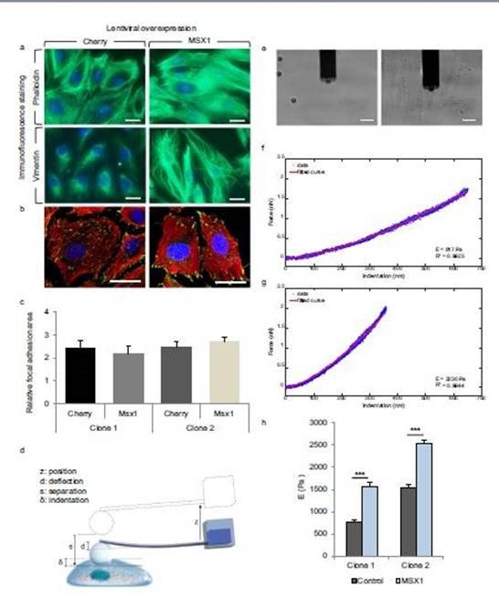 “力”所能及——多功能單細胞顯微操作系統FluidFM BOT在單細胞力學實驗中的創新應用