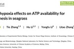 夜间低氧对海草光合作用ATP利用率的影响