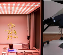 易科泰叶绿素荧光成像技术应用于园艺科学研究—花卉与观赏植物