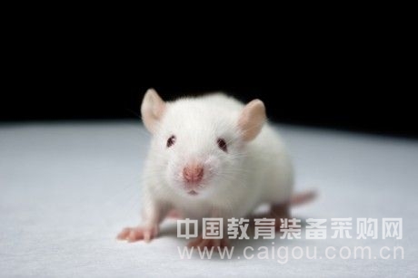 小鼠单抗Ig类/亚类鉴定用酶标二抗即用套装