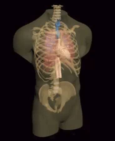 R＆D成人軀干模體，適用于MRI、超聲、CT